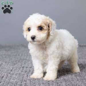 Kiana, Bich-Poo Puppy